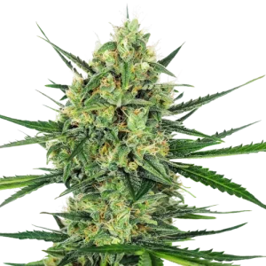 Tangerine Sugar - Sensi Seeds