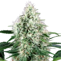 Pure Power Plant Automatic by White Label Seed Company