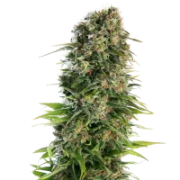 Hindu Kush Automatic by Sensi Seeds