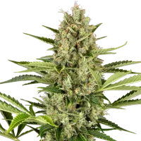 Jack Herer Automatic by Sensi Seeds