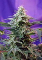 Sweet Special Fast Version - Sweet Seeds