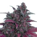 Dark Devil Auto - Seeds66