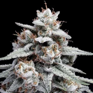Auto Skywalker Kush by DNA Genetics