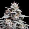 Auto Skywalker Kush by DNA Genetics