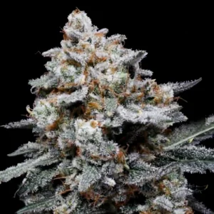 CheMACal Romance Auto - DNA Genetics