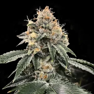 HG23 AKA Michael Jordan Auto - DNA Genetics