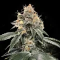 HG23 AKA Michael Jordan Auto - DNA Genetics