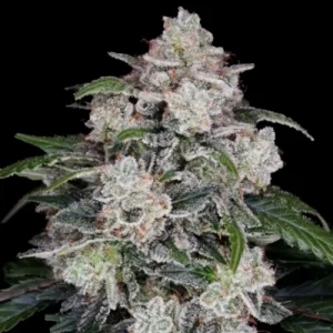 Mac n Me Auto - DNA Genetics