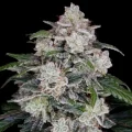 Mac n Me Auto - DNA Genetics