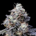 MACmelon Auto by DNA Genetics