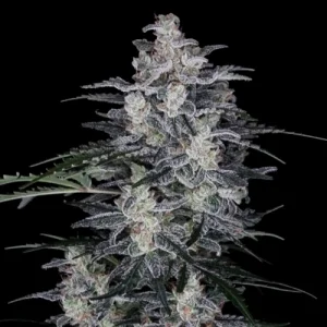 MacNana Auto by DNA Genetics