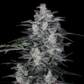 MacNana Auto by DNA Genetics