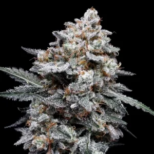 Patrick Swayze Auto by DNA Genetics