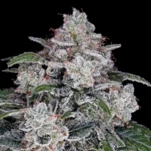 Return of the MAC Auto by DNA Genetics