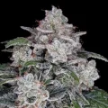 Return of the MAC Auto by DNA Genetics