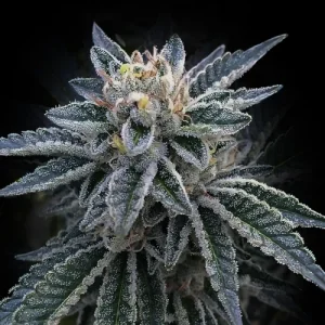 3Peat by DNA Genetics