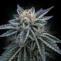3Peat by DNA Genetics