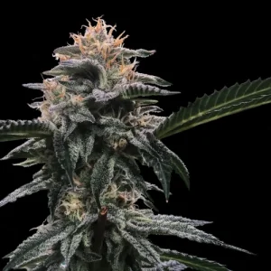 Banana Sorbet by DNA Genetics
