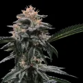Banana Sorbet by DNA Genetics