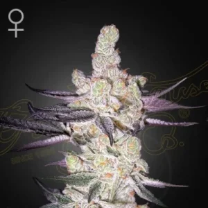 Razuberi - Greenhouse Seeds