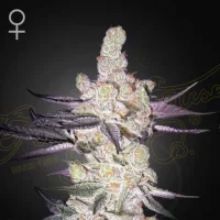 Razuberi - Greenhouse Seeds