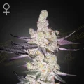 Razuberi - Greenhouse Seeds