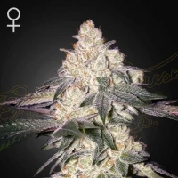 Moweeto - Greenhouse Seeds