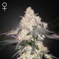 Moweeto - Greenhouse Seeds