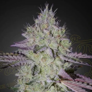 Tarte Tatin by Greenhouse Seeds