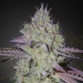 Tarte Tatin by Greenhouse Seeds