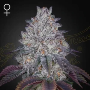 King’s Tart - Greenhouse Seeds