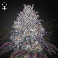 King’s Tart - Greenhouse Seeds