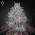 King’s Tart - Greenhouse Seeds