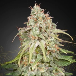 GH Amnesia - Greenhouse Seeds