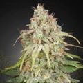 GH Amnesia - Greenhouse Seeds