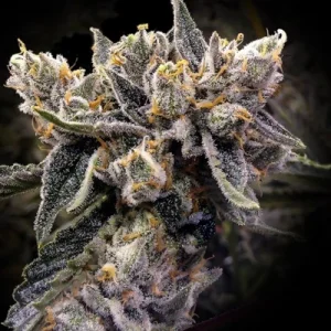 Bruised Banana - DNA Genetics