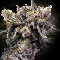 Bruised Banana - DNA Genetics