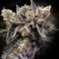 Bruised Banana - DNA Genetics