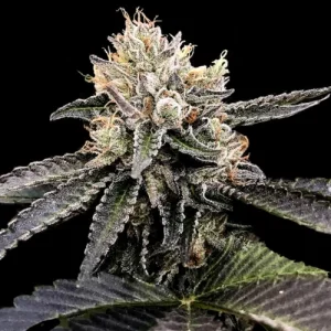 Cataract Cake by DNA Genetics