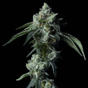 Challah Bread by DNA Genetics