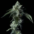 Challah Bread by DNA Genetics