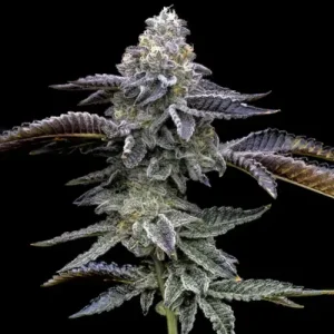 Blue Dream - Barney´s Farm