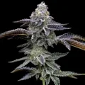 Blue Dream - Barney´s Farm