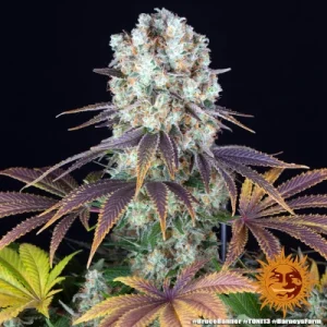 Bruce Banner - Barney´s Farm