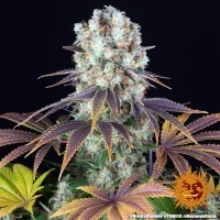 Bruce Banner - Barney´s Farm