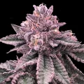 DNA Cake by DNA Genetics