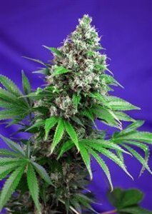 Killer Kush F1 Fast Version - Sweet Seeds