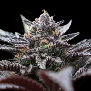Double Stuffed Sorbet by DNA Genetics