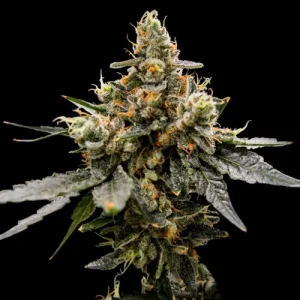 Gaz Money by DNA Genetics