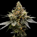 Gaz Money by DNA Genetics